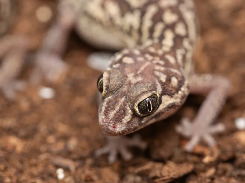 Geckon na zemi v přírodním prostředí.