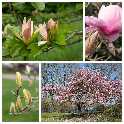 Různé fáze kvetení růžových magnolií na stromě.