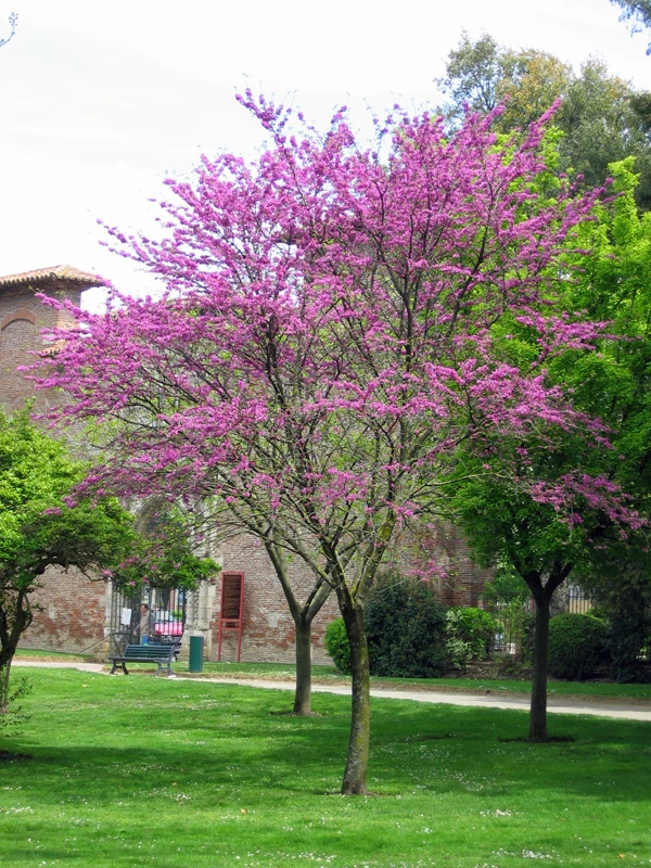 Cercis siliquastrum v plném květu na pozadí budovy.