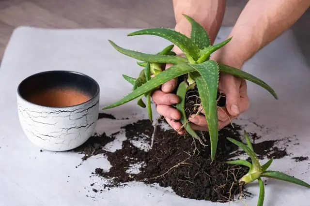 Ruce s rostlinou aloe vera při přesazování.