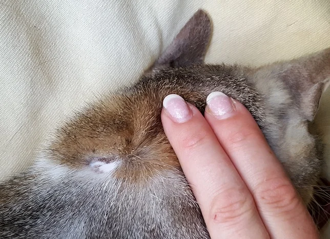 Ruka hladí hlavu šedé kočky na měkkém povlaku.