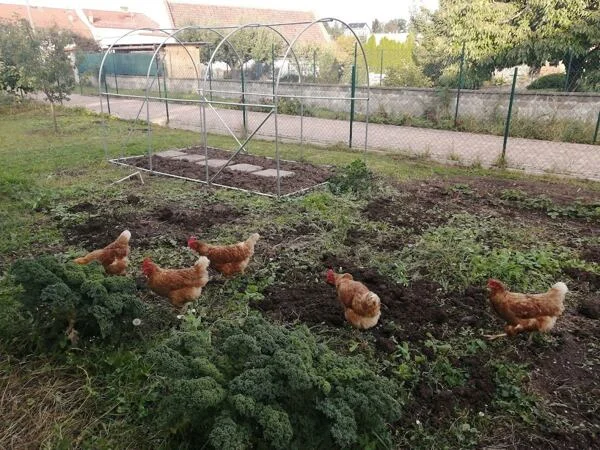 Hnědé slepice hledají potravu v zahradě.