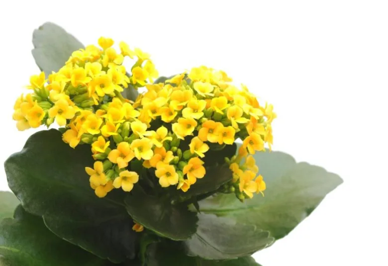 Žlutě kvetoucí kalanchoe s tmavě zelenými listy