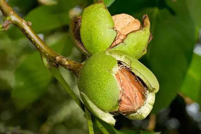 Walnuts v zelených pluchách na stromě