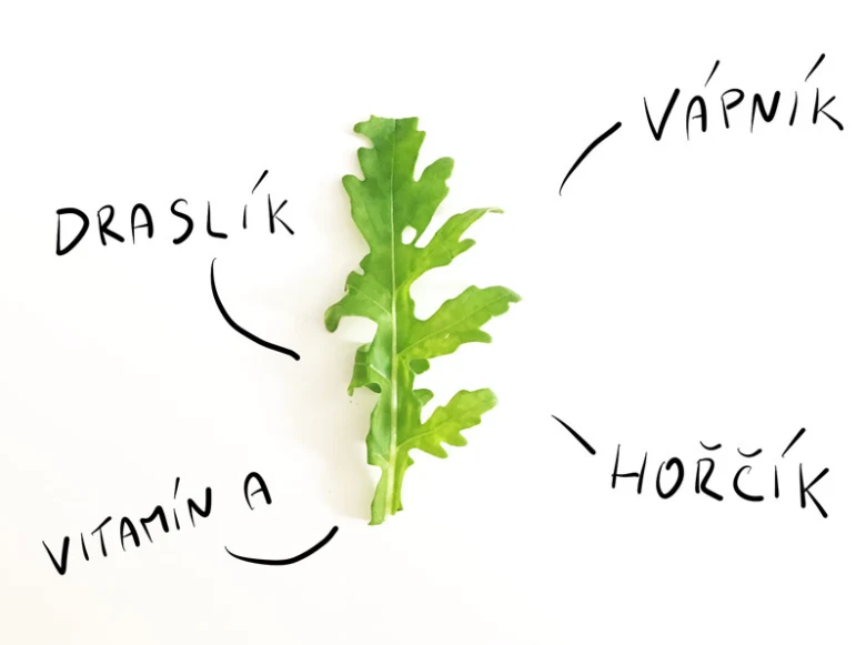 Listování rukoly s draslíkem, vápníkem a vitamínem A.