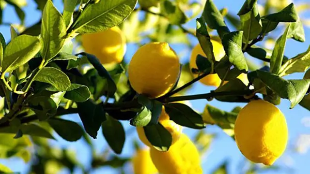 Žluté citrony rostoucí na stromě pod modrou oblohou.