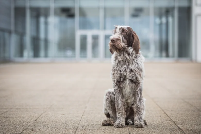 Italský spinone sedí na dlažbě před skleněnou budovou.