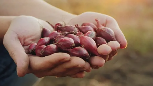 Ruce drží červené cibule na podzimní sázení v zahradě.