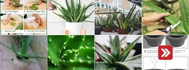 Kolaž ukazující kroky pro množení rostliny Aloe vera.