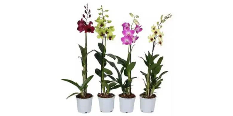 Čtyři kvetoucí falerénové orchideje v bílých hrncích.
