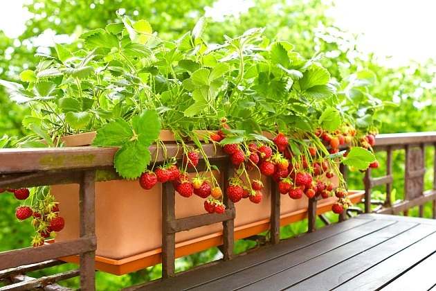 Jahody pěstované na balkoně v květináčích