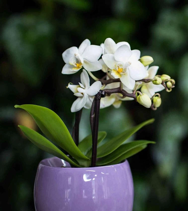 Bílá orchidej phalaenopsis v fialovém květináči s listy.