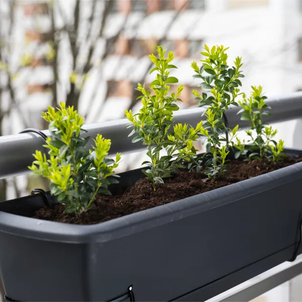 Zdravé buxus rostliny v květináči na balkóně