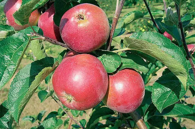 Červená jablka visící na stromě v zahradě.