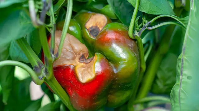 Poškozená paprika s příznaky škůdců nebo choroby na rostlině.