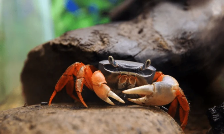 Suchozemský krab s oranžovými tlapkami na skále.
