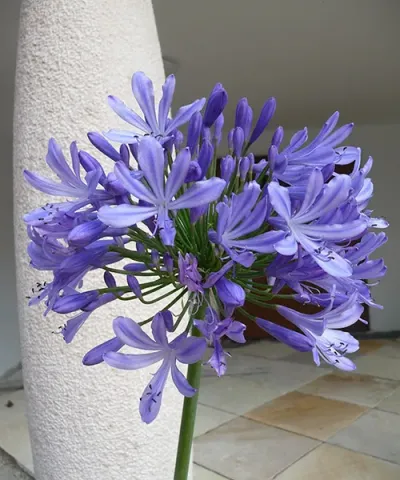 Fialový květ kalokvět (Agapanthus) v plném rozkvětu.