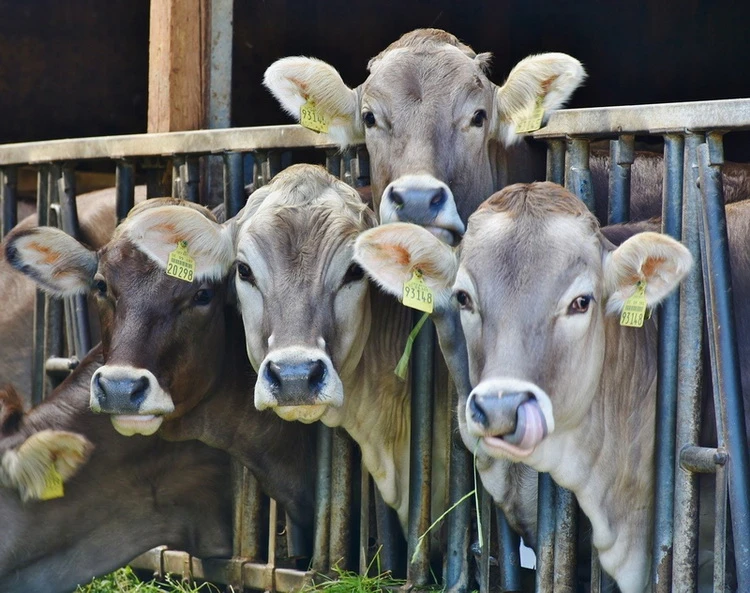 Skupina zdravých krav v chovu na farmě.