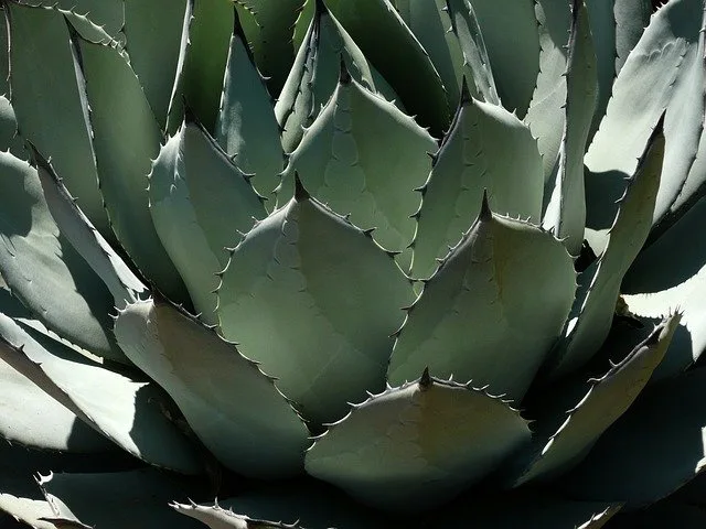Detailní fotografie rostliny agávy s tlustými listy v růžici.