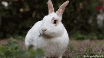 Bílý králík stojí venku na trávníku.