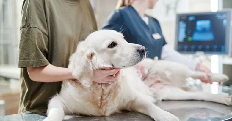 Pes u veterináře během ultrazvukového vyšetření