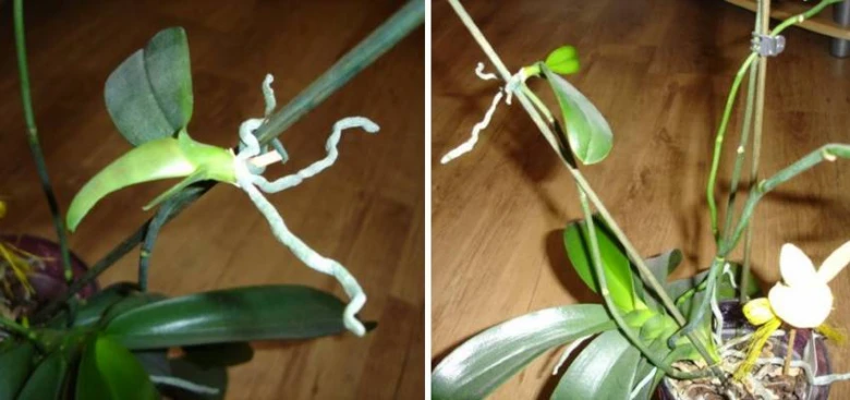 Orchidee se kořeny na stonku pro množení