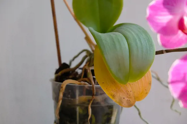 Žloutnoucí list orchidee s skvrnami, příznak nemoci.
