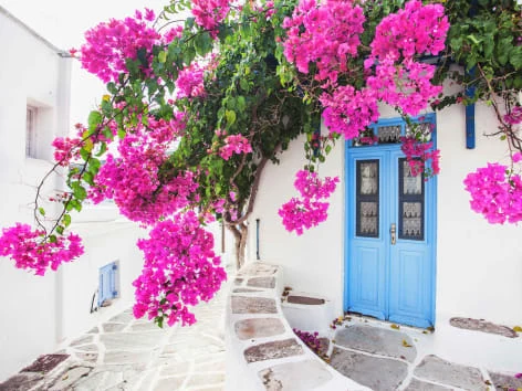 Bougainvillea plant