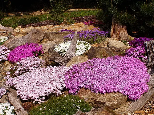Rostoucí phlox subulata v skalní zahradě s barevnými květy.