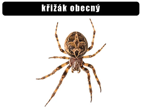 Fotografie křižáka obecného na bílém pozadí.