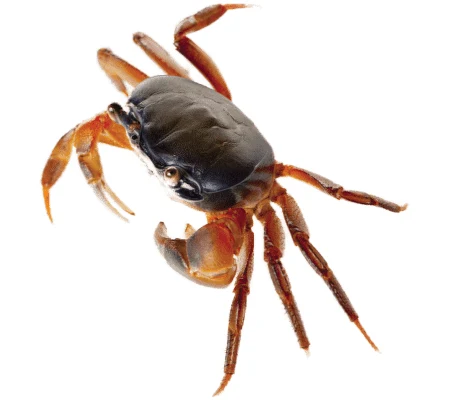 Krab suchozemský s tmavým pancířem na bílém pozadí.