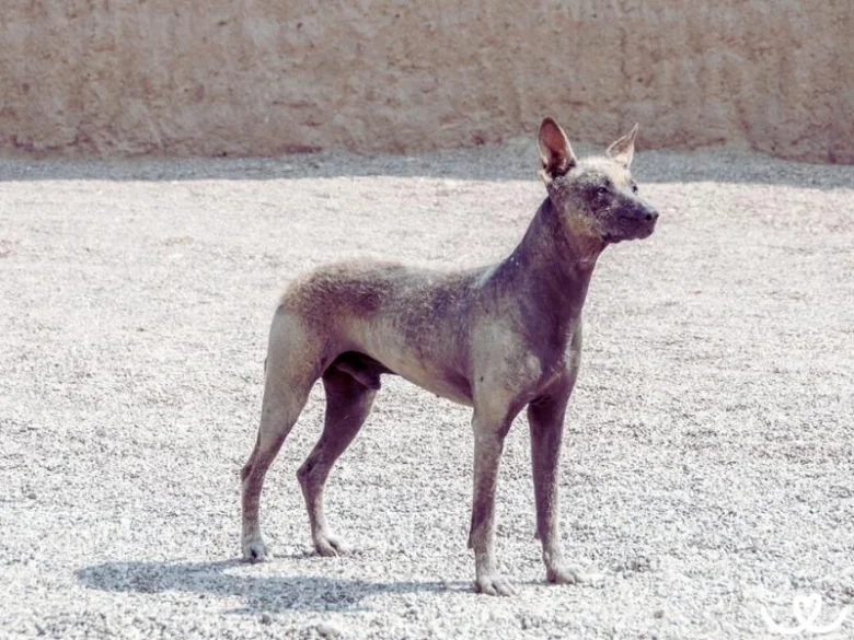 Nahý pes xoloitzcuintle stojí na štěrku před zdí.