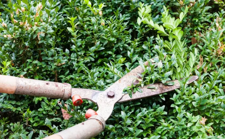 Nůžky střižící buxus pro zdravý růst.