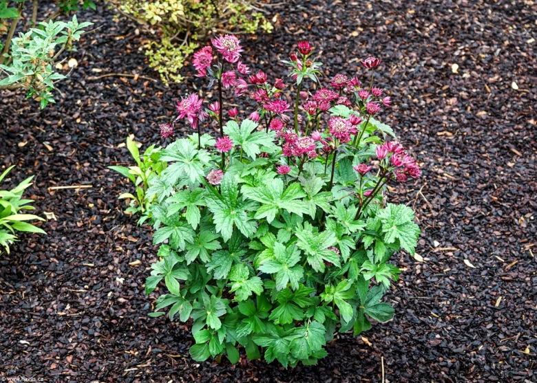 Rost astrantie s růžovými květy v zahradním záhonu.