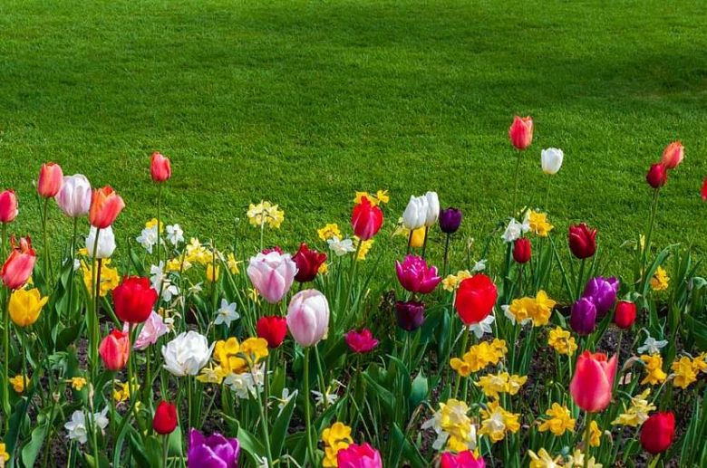 Různobarevné tulipány a narcisy kvetoucí na zeleném trávníku