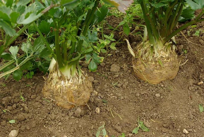 Celery roots in soil