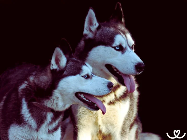 Dva husky psi sedící vedle sebe na tmavém pozadí.