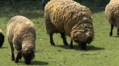 Stáda ovcí pasou na zelené louce.