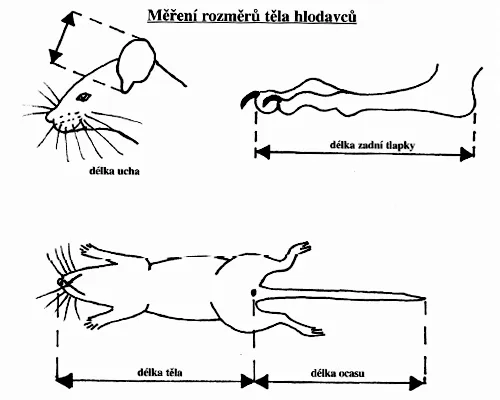 Schéma měření rozměrů těla hlodavců pro identifikaci.
