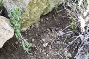 Jak množit levanduli snadno a rychle: návod krok za krokem