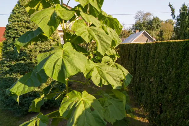 Velké zelené listy paulownie tomentosa v zahradě.