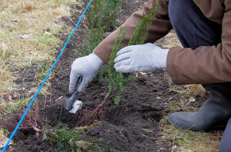 Osoba s rukavicemi vysazuje mladý jehličnatý keř do půdy