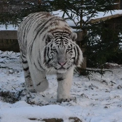 Bílý tygr kráčí po sněhu v zajetí.