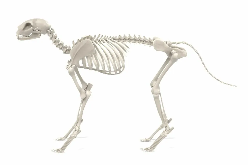 Kostra kočky v profilu na bílém pozadí.