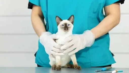 Veterinář drží koťátko při očkování.