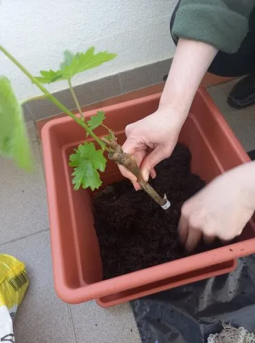 Sazba mladé vinné révy do květináče