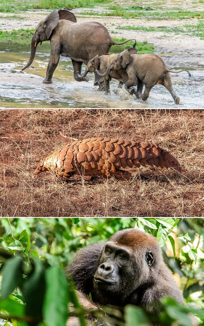 Koláž s africkým slonem, pandanem a gorilou v přírodě.