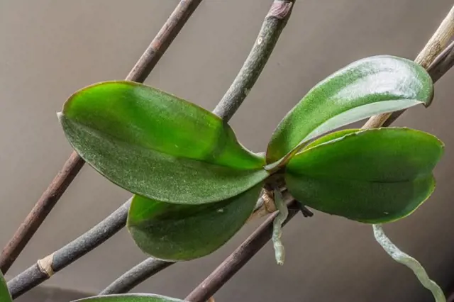 Orchide rostoucí na dřevěném tyči s kořeny.