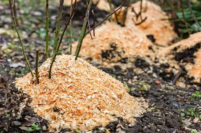 Piliny rozsypané kolem rostliny v zahradě