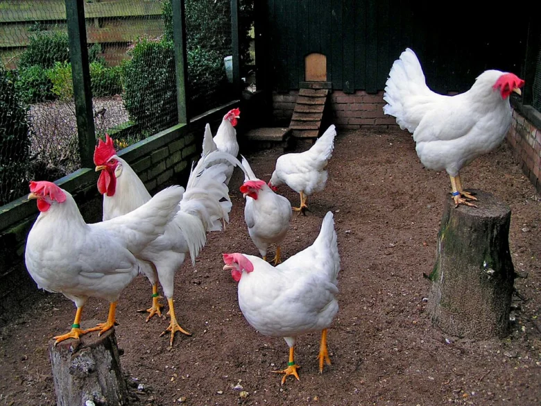 Bílé slepice v chovu na farmě